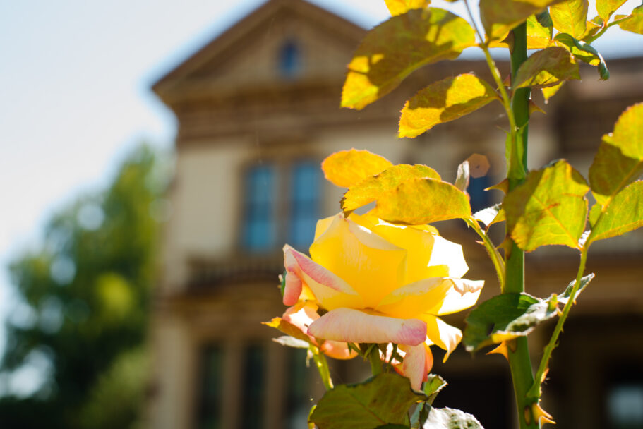 daffodils in front of the historic meeker mansion in downtown puyallup