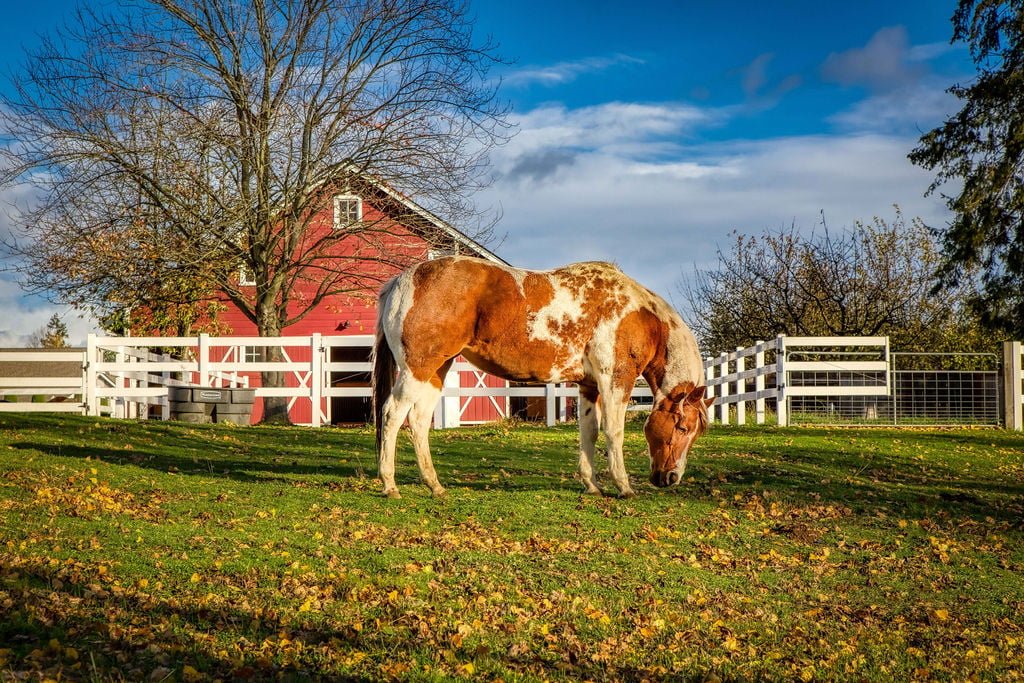 horse on land in Midland